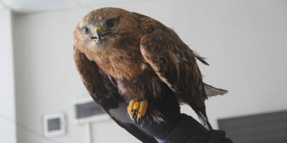 Sivas’ta Soğuk Havada Kızıl Şahin’e Sahip Çıktı