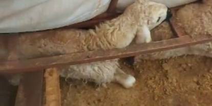 Sivas'ta Kar Faciası: Çadır Çöktü, Hayvanlar Telef Oldu