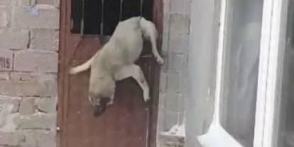 Sivas’ta Köyde Film Gibi Olay: Bir Ahır, Bir Kapı, Bir Köpek…