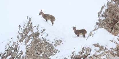 Sivas’ta Kar, Doğayı ve Yaban Hayatını Ortaya Çıkardı