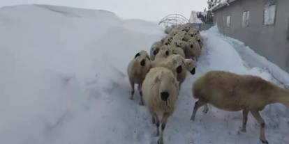 Sivas’ta yoğun kar en çok hayvancılığı etkiledi