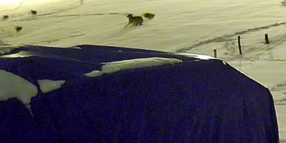 Sivas’ta aç kurtların dehşeti: 6 kurt köpeği parçaladı!