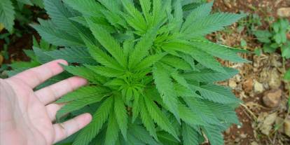 Sivas Listede! Kenevir İçin Kritik Karar