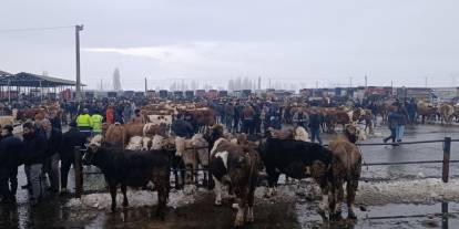 Şarkışla hayvan pazarı hareketlendi