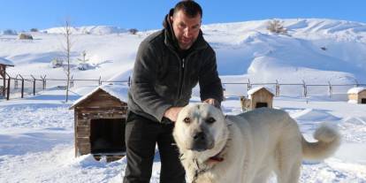 Gürün çengeli köpeklerin hayatta kalma sırrı oluyor