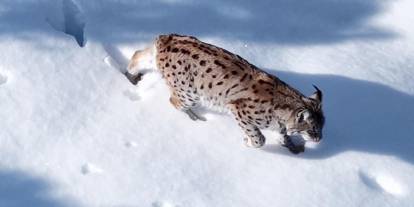 Sivas’ta vaşak drone kamerasına yansıdı