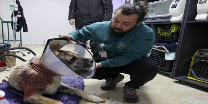 Sivas’ta Kangal köpeğin boyun bölgesindeki tümör alındı