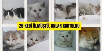 Sivas’ta Yangından Kurtarılan Kediler Yuva Bekliyor