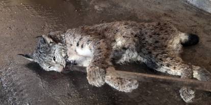 Sivas'ta yaralı vaşak koruma altına alındı