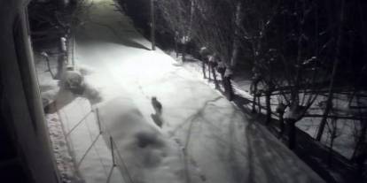 Sivas’ta kurtlar mahalleye indi, halk tedirgin!