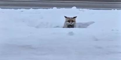 Sivas’ta Yabani Hayvanlar Yerleşim Alanlarına İniyor