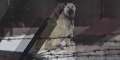 Sivas’ta Kangallar 4.9’luk Depremi Önceden Hissetti