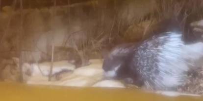 Afrika’nın oklu kirpisi Sivas’ta görüntülendi