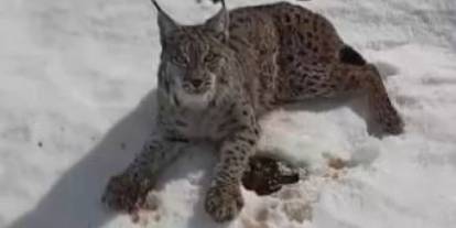 Sivas’ta örnek davranış! Yaralı vaşak için seferber oldu