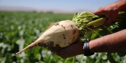 Pancar Üreticisine Ramazan Öncesi Ödeme Sevinci