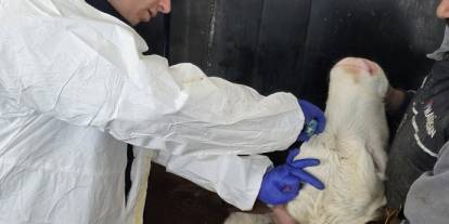 Sivas’ta büyükbaş hayvanların aşılama ve kimliklendirme çalışmaları sürüyor