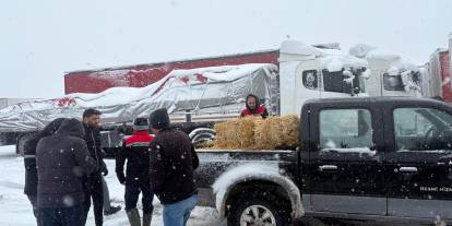 Hayvan Sevkiyatı Sivas Yolunda Tipiye Takıldı