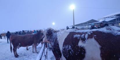 Türkiye'nin En Büyük Hayvan Pazarını Kar ve Tipi Vurdu