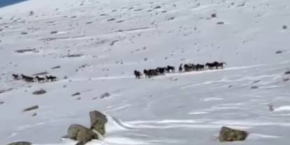 Sivas Yama Dağları’nda Yılkı Atları Karla Dans Etti