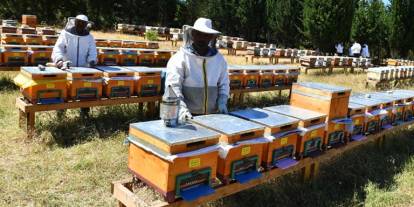 Sivas'ta arıcılık yapmak isteyenlere müjde