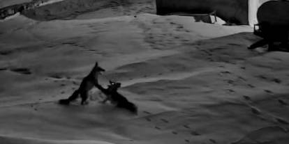 Sivas’ta Tilkiler Birbirine Girdi