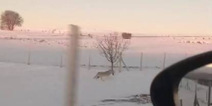 Mahsur Kurt Sivas’ta Sürüye Kavuştu