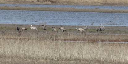 Sivas’ta Baharın Müjdecisi: Anadolu Turnaları Görüntülendi