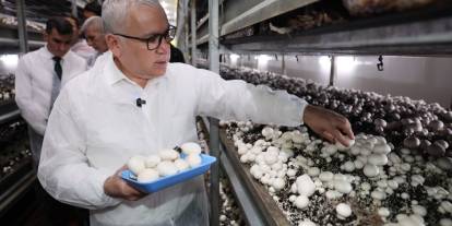 Sivas’ta Yılda 2 Bin Ton Mantar Üretiliyor