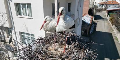 Sivas’ta Leylekler İçin 40 Yıllık Gelenek Devam Ediyor