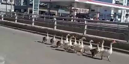 Sivas’ta Kazların Trafik İçindeki Geçidi İlginç Anlar Yarattı