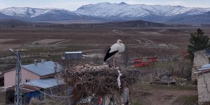 Sivas’ta baharın habercileri görüldü
