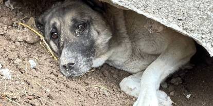 Sivas’ta Beton Altında Sıkışan Köpek İçin Zamanla Yarış