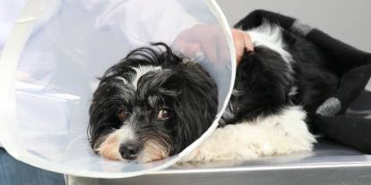 Sivas’ta ‘Tarçın’ köpeğin idrar kesesinden 140 taş çıkarıldı