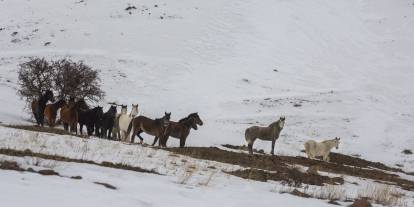 Yama Dağı’nda yılkıların kış mücadelesi