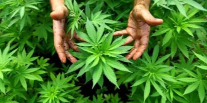 Sivas dahil 21 ilde kenevir üretiminde kota dönemi!