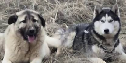 Yavru Kangalın Sibirya Kurduyla Yakınlığı Şaşırttı