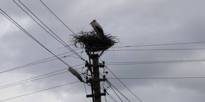 Baharın habercisi leylekler Sivas'a dönmeye başladı