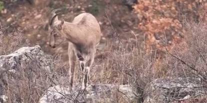 Sivas’taki vahşi yaşam, kameralara yansıdı