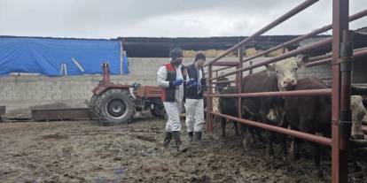 Sivas’ta ithal sığırlar için karantina çalışması yapıldı