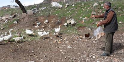 Sivas’ta 12 firari kaz sokak sokak geziyor