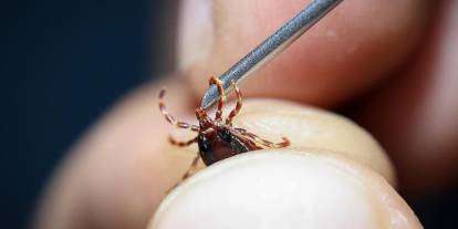 Prof. Dr. Çetin'den keneyle alakalı dikkat çeken uyarı