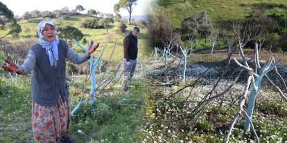 Yüzlerce ağacı katletti, köy halkının bütün emeği bir gecede bitti!