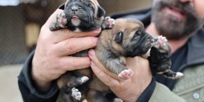 Mevsimin İlk Kangal Yavruları Doğdu: Karakterleri Şimdiden Ortaya Çıktı