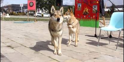 Zara’da Nevruz’a kurtlu ve şahinli kutlama damga vurdu