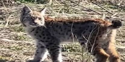 Sivas’ta ormanın hayaleti görüntülendi