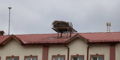 Sivas’ta leylek hasreti! Öğrencilerin gözü gökyüzünde