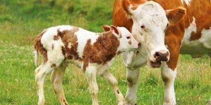 Sivas’ta Buzağı ve Kuzu Desteği Başvuruları Başladı