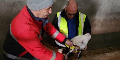 Sivas’ta Hayvan Sağlığı Seferberliği