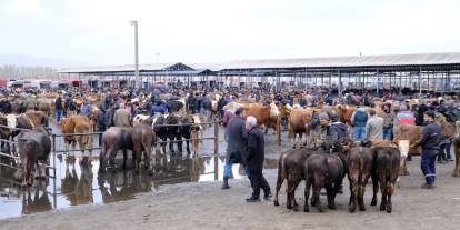 Kurban öncesi Sivas’ta pazar alarmı: Fiyatlar yükseliyor