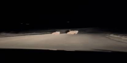 Anne ve yavru ayılar otomobilin önüne çıktı